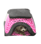 ひら（個別スタンプ：5）