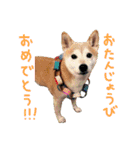 柴犬「ここあ」の1日（個別スタンプ：1）