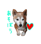 柴犬「ここあ」の1日（個別スタンプ：4）