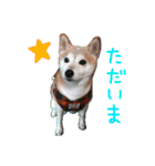 柴犬「ここあ」の1日（個別スタンプ：12）