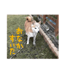 柴犬「ここあ」の1日（個別スタンプ：14）