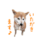 柴犬「ここあ」の1日（個別スタンプ：15）