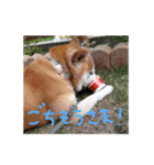 柴犬「ここあ」の1日（個別スタンプ：17）