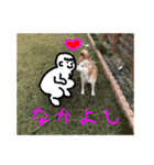 柴犬「ここあ」の1日（個別スタンプ：19）