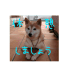 柴犬「ここあ」の1日（個別スタンプ：21）