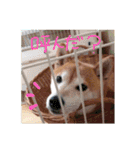 柴犬「ここあ」の1日（個別スタンプ：23）