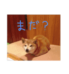 柴犬「ここあ」の1日（個別スタンプ：24）