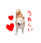 柴犬「ここあ」の1日（個別スタンプ：27）