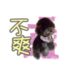 Flower Poodle East East Iraqi children（個別スタンプ：3）