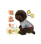 Flower Poodle East East Iraqi children（個別スタンプ：6）