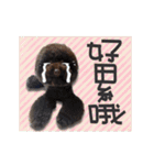 Flower Poodle East East Iraqi children（個別スタンプ：7）