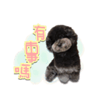 Flower Poodle East East Iraqi children（個別スタンプ：9）