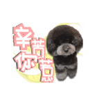 Flower Poodle East East Iraqi children（個別スタンプ：10）