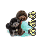 Flower Poodle East East Iraqi children（個別スタンプ：11）