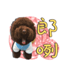 Flower Poodle East East Iraqi children（個別スタンプ：13）