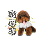 Flower Poodle East East Iraqi children（個別スタンプ：17）