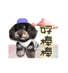 Flower Poodle East East Iraqi children（個別スタンプ：19）