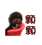 Flower Poodle East East Iraqi children（個別スタンプ：24）