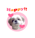 ラッキーシーズー（個別スタンプ：3）