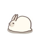 rabbit bubu（個別スタンプ：1）