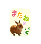 うさぎ(日常)動物さんへ（個別スタンプ：1）