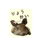 うさぎ(日常)動物さんへ（個別スタンプ：2）