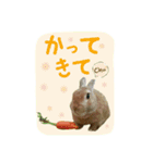 うさぎ(日常)動物さんへ（個別スタンプ：3）