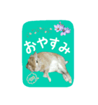 うさぎ(日常)動物さんへ（個別スタンプ：4）