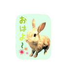 うさぎ(日常)動物さんへ（個別スタンプ：5）