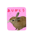 うさぎ(日常)動物さんへ（個別スタンプ：6）