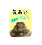 うさぎ(日常)動物さんへ（個別スタンプ：10）