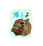 うさぎ(日常)動物さんへ（個別スタンプ：13）