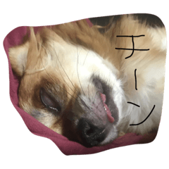 [LINEスタンプ] エイリアンとわんこ時々にゃんこ