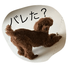 [LINEスタンプ] 我が家のトイプー ショコラ