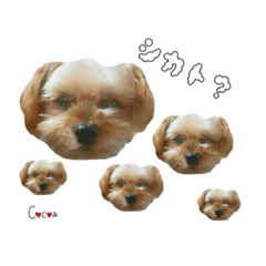 [LINEスタンプ] ヨーキーの" choco ＆ cocoa "