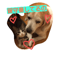 [LINEスタンプ] 猫のゆめ