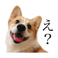 [LINEスタンプ] たまお一族