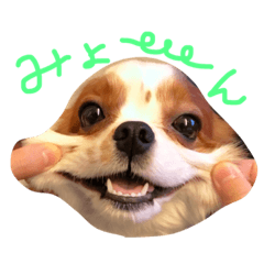 [LINEスタンプ] キャバゆき