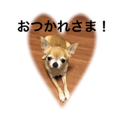 [LINEスタンプ] Dog Sora and Hana11