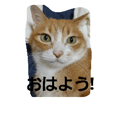 [LINEスタンプ] にゃ～助の1日？
