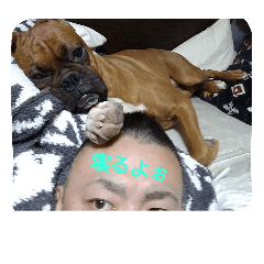 [LINEスタンプ] boxers