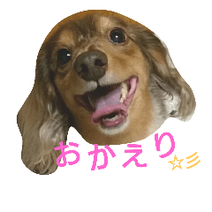[LINEスタンプ] ダックスフンドのソランボ✨
