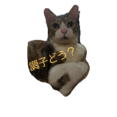 [LINEスタンプ] 猫のれーくんスタンプ