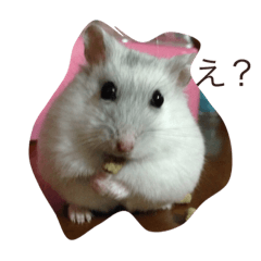 [LINEスタンプ] ハムスターチッチ(1)
