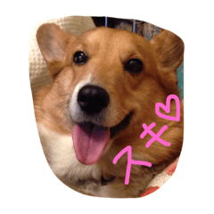 [LINEスタンプ] はにーちゃん♡