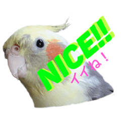 [LINEスタンプ] オカメインコのラッキーの画像（メイン）