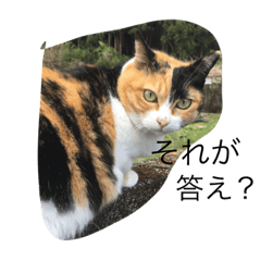 [LINEスタンプ] リカララの愉快な仲間たち