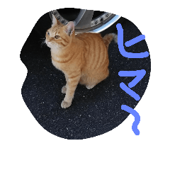 [LINEスタンプ] ノラ猫