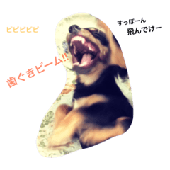 [LINEスタンプ] チワックスのあかちゃん -3-