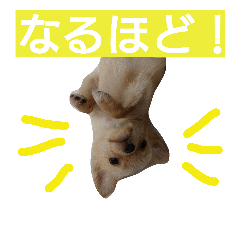 [LINEスタンプ] チワワの麦です。お友達のプスもよろしくね